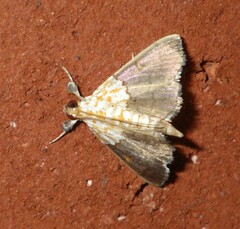 Agrotera nemoralis