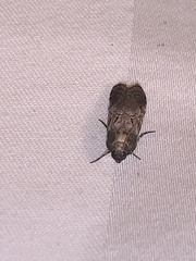 Chararica hystriculella