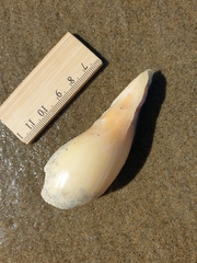 Alcithoe arabica