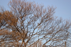 Daphoenositta chrysoptera