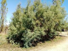 Tamarix africana