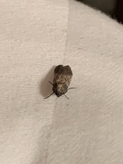 Chararica hystriculella