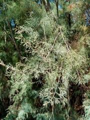 Tamarix africana