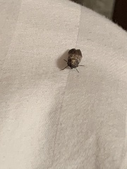 Chararica hystriculella