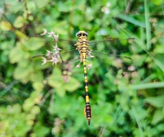 Paragomphus lineatus