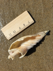 Alcithoe arabica