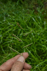 Paspalum denticulatum