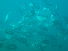 Pseudocaranx georgianus