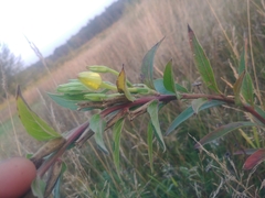 Oenothera