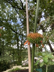Leonotis