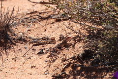 Ctenophorus salinarum