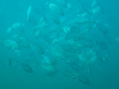 Pseudocaranx georgianus
