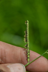 Paspalum denticulatum