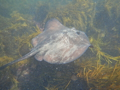 Trygonoptera imitata