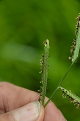 Paspalum denticulatum