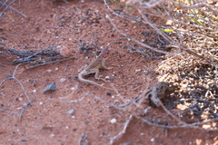 Ctenophorus salinarum