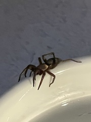 Scotophaeus blackwalli