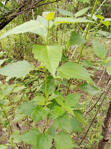 Siam weed