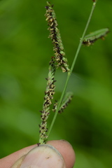 Paspalum denticulatum