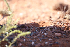 Ctenophorus salinarum