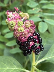 Phytolacca acinosa