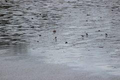 Charadriiformes