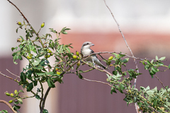 Lanius excubitor
