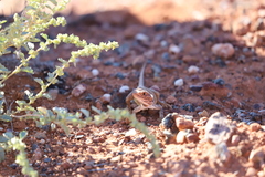 Ctenophorus salinarum