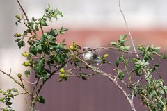 Lanius excubitor