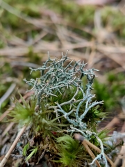 Cladonia furcata