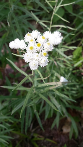 Anaphalis margaritacea