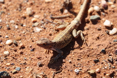 Ctenophorus salinarum