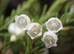 Erica tenuis