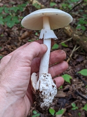 Amanita murrilliana