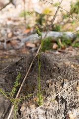 Pterostylis barbata