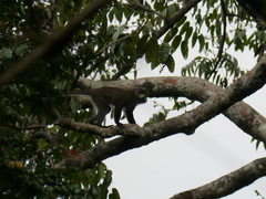 Cercopithecus cephus