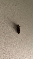 Chrysodeixis eriosoma