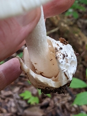Amanita murrilliana