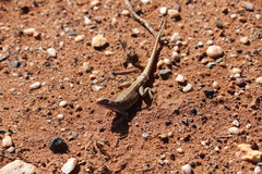 Ctenophorus salinarum