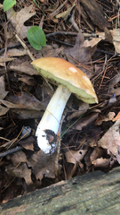 Boletus edulis