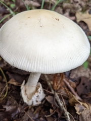 Amanita murrilliana
