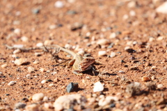 Ctenophorus salinarum