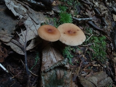 Lactarius camphoratus