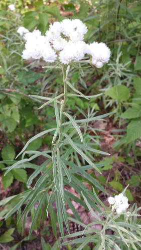 Anaphalis margaritacea