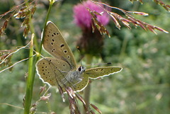 Lycaena tityrus