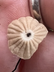 Marasmius capillaris