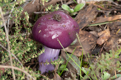 Cortinarius archeri