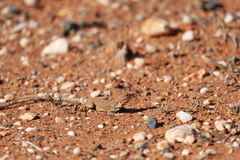 Ctenophorus salinarum