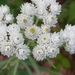 Pearly Everlasting - Photo (c) Tom Norton, some rights reserved (CC BY), uploaded by Tom Norton