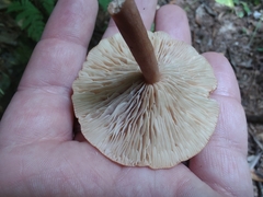 Lactarius camphoratus